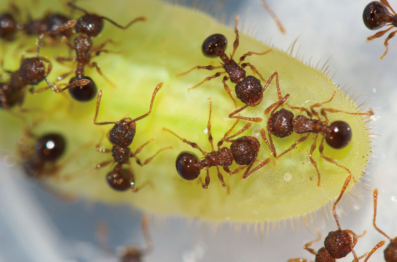 ムラサキシジミ Narathura japonica に随伴するアミメアリ Pristomyrmex punctatus