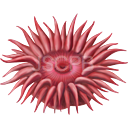 ファイル:Actinia-128.png