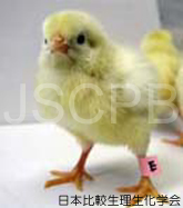 ファイル:Gallus gallus var.domesticus Takeuchi.jpg