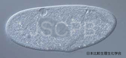 Paramecium caudatum Takeuchi.jpg