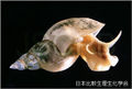 Lymnaea stagnalis Itoh.jpg