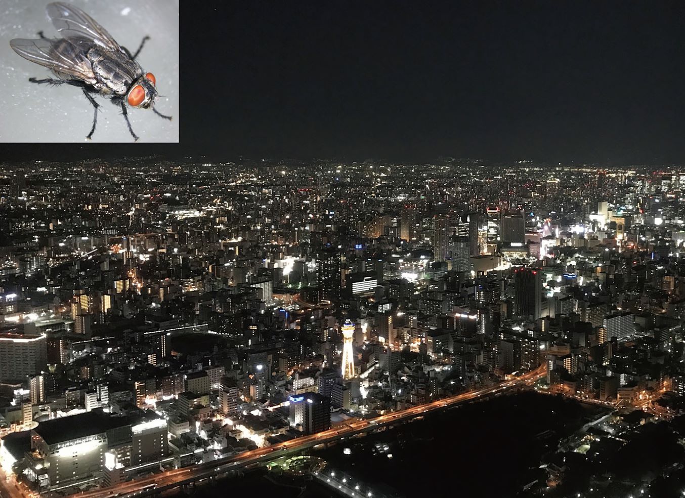 ナミニクバエの成虫と大阪の夜景
