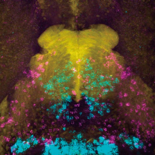 ゼブラフィッシュから探る視覚依存的な行動の神経回路基盤：CaMPARI-seqの開発とその展開